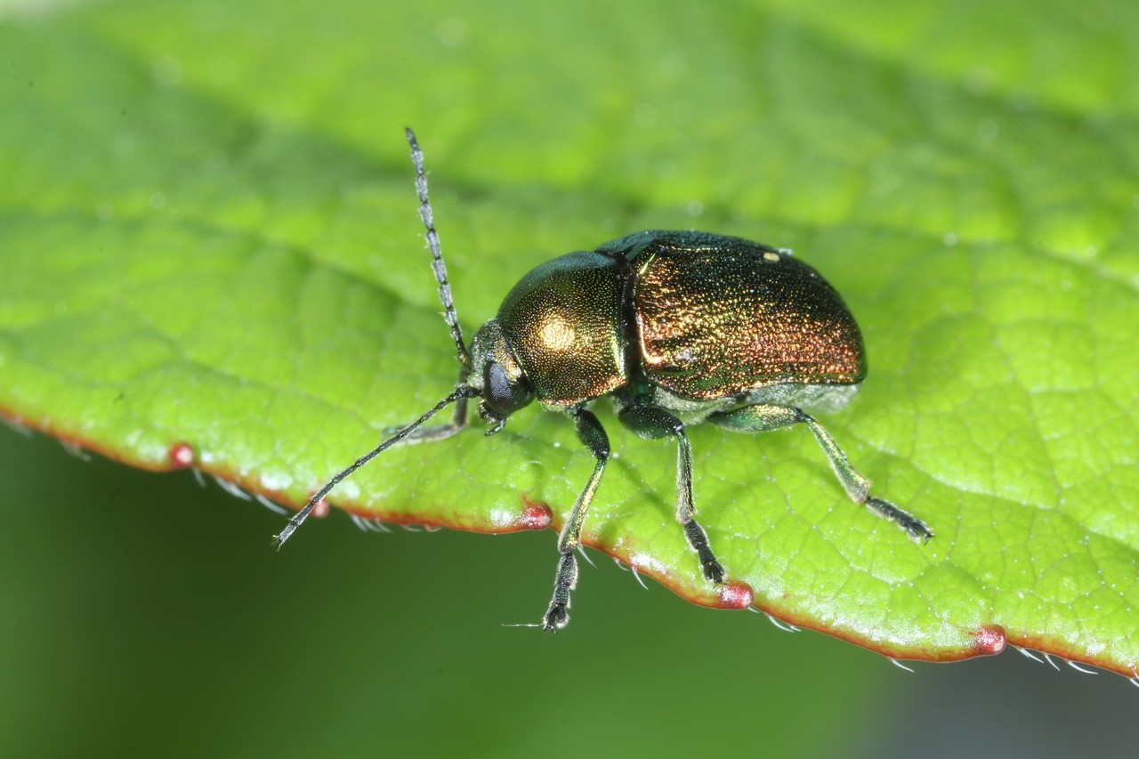 Cryptocephalus aureolus Suffrian, 1847 (mâle) - Cryptocéphale doré