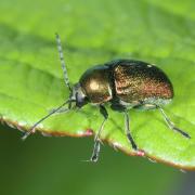 Cryptocephalus aureolus Suffrian, 1847 (mâle) - Cryptocéphale doré