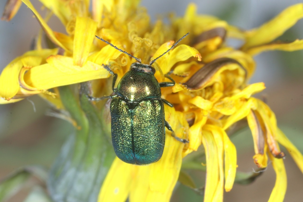 Cryptocephalus aureolus Suffrian, 1847 - Cryptocéphale doré