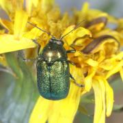 Cryptocephalus aureolus Suffrian, 1847 - Cryptocéphale doré