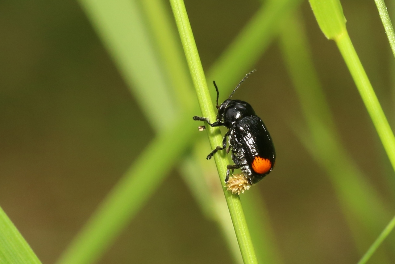 Cryptocephalus biguttatus (Scopoli, 1763) - Cryptocéphale à deux taches (femelle en ponte)