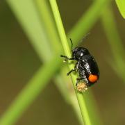 Cryptocephalus biguttatus (Scopoli, 1763) - Cryptocéphale à deux taches (femelle en ponte)