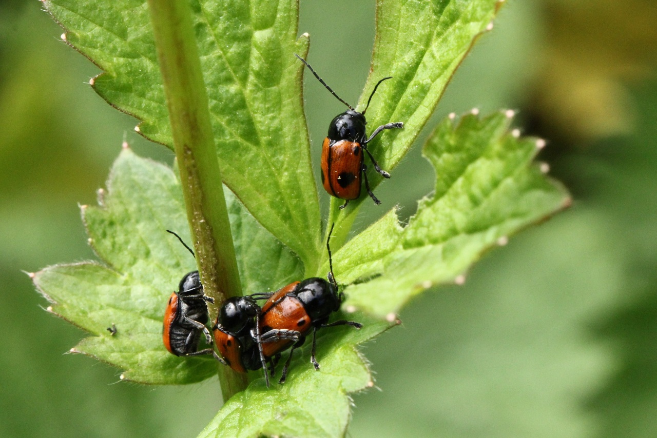 Cryptocephalus bipunctatus (Linnaeus, 1758) - Cryptocéphale à deux points