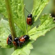 Cryptocephalus bipunctatus (Linnaeus, 1758) - Cryptocéphale à deux points