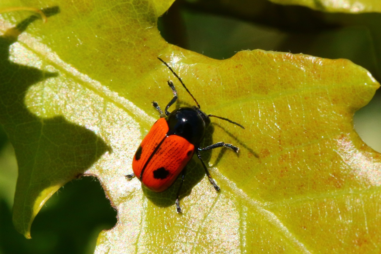 Cryptocephalus bipunctatus (Linnaeus, 1758) - Cryptocéphale à deux points