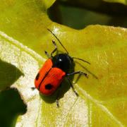 Cryptocephalus bipunctatus (Linnaeus, 1758) - Cryptocéphale à deux points