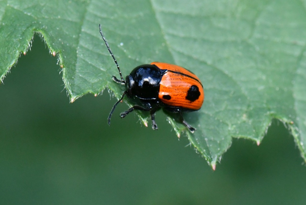 Cryptocephalus bipunctatus (Linnaeus, 1758) - Cryptocéphale à deux points 