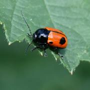 Cryptocephalus bipunctatus (Linnaeus, 1758) - Cryptocéphale à deux points 