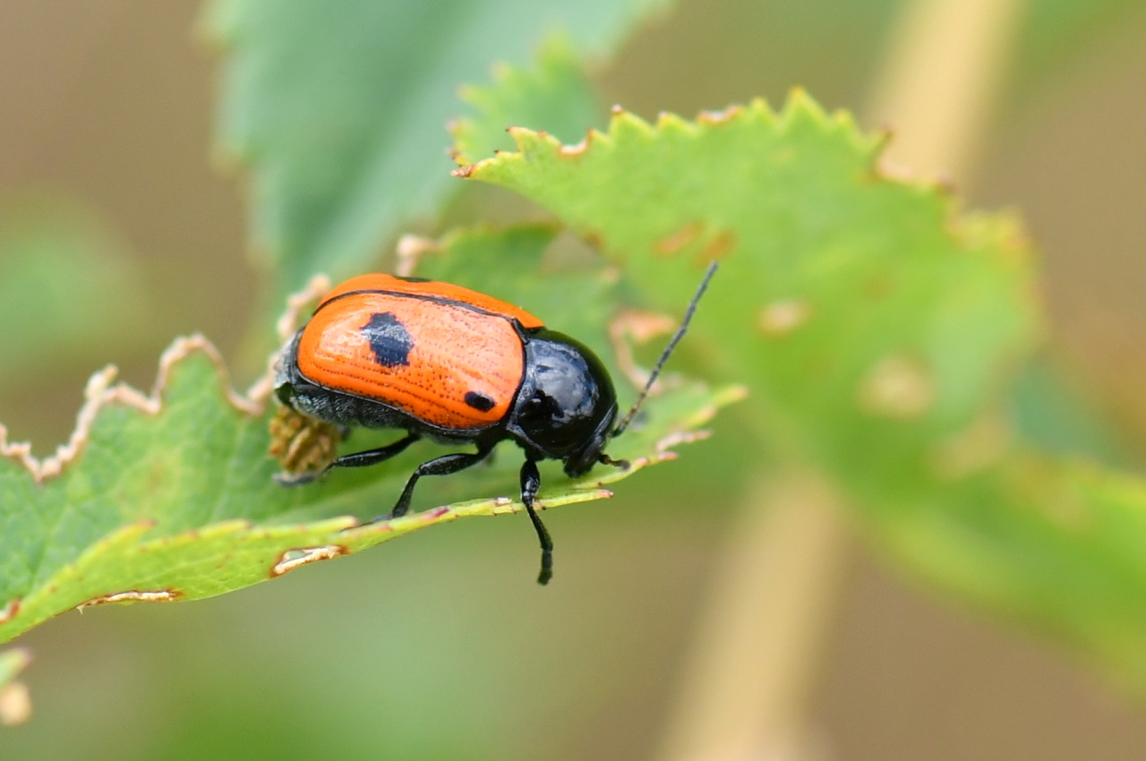 Cryptocephalus bipunctatus (Linnaeus, 1758) - Cryptocéphale à deux points