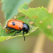 Cryptocephalus bipunctatus (Linnaeus, 1758) - Cryptocéphale à deux points