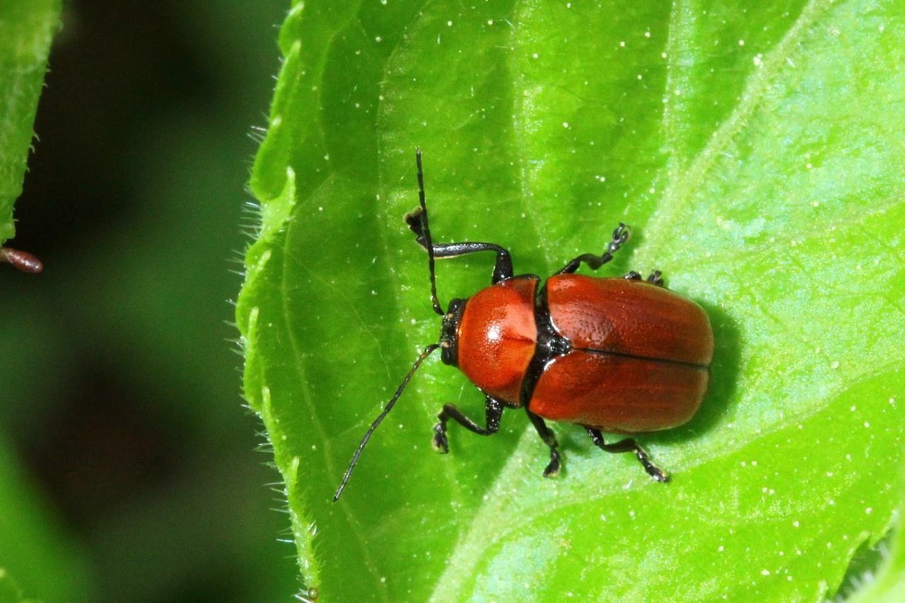 Cryptocephalus coryli (Linnaeus, 1758) - Cryptocéphale du Noisetier (femelle)