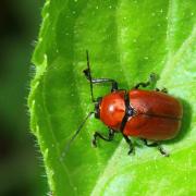 Cryptocephalus coryli (Linnaeus, 1758) - Cryptocéphale du Noisetier (femelle)