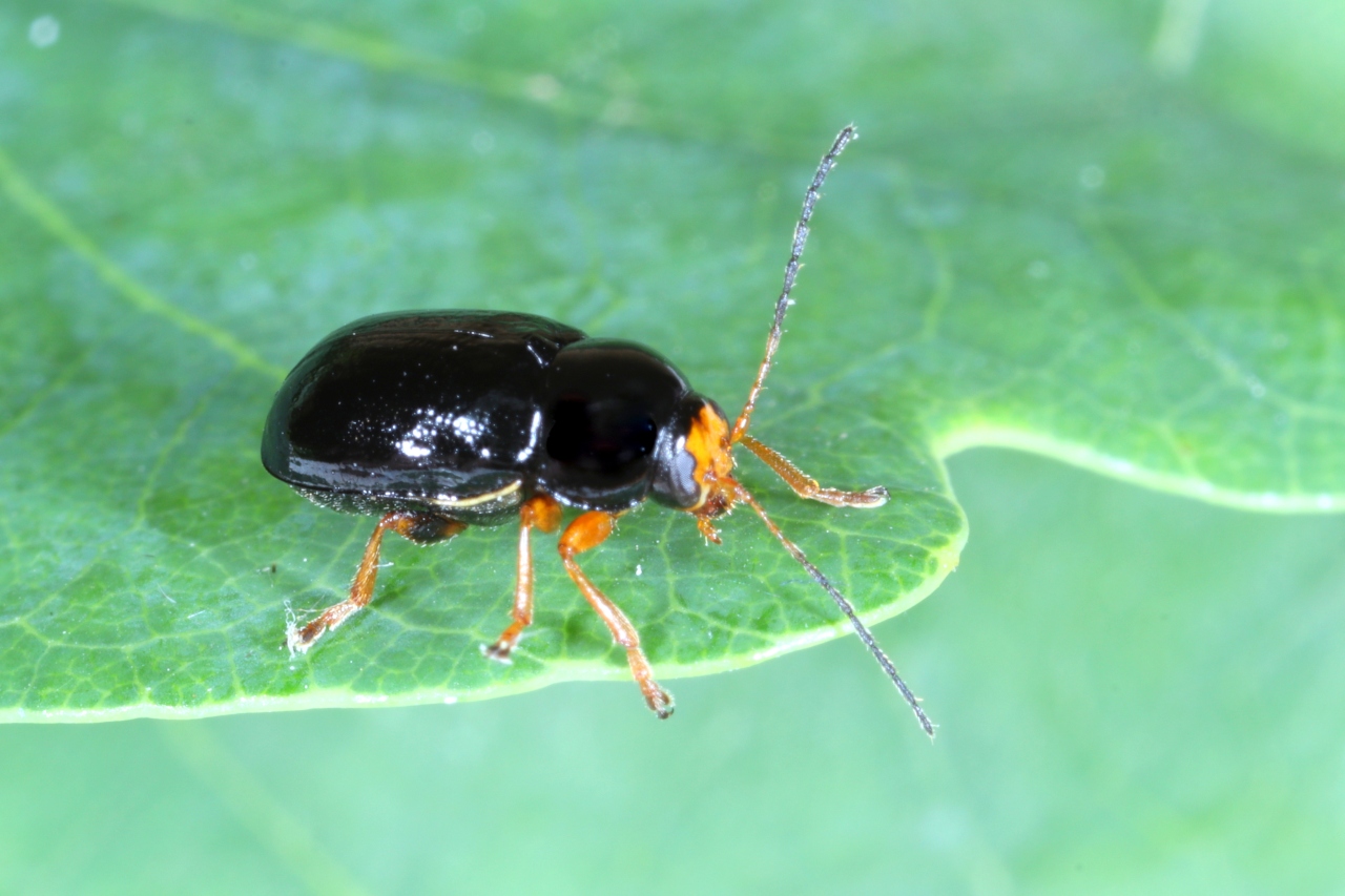 Cryptocephalus flavipes Fabricius, 1781 - Cryptocéphale à pattes jaunes