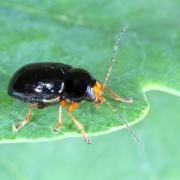 Cryptocephalus flavipes Fabricius, 1781 - Cryptocéphale à pattes jaunes