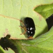 Cryptocephalus flavipes Fabricius, 1781 - Cryptocéphale à pattes jaunes (femelle)