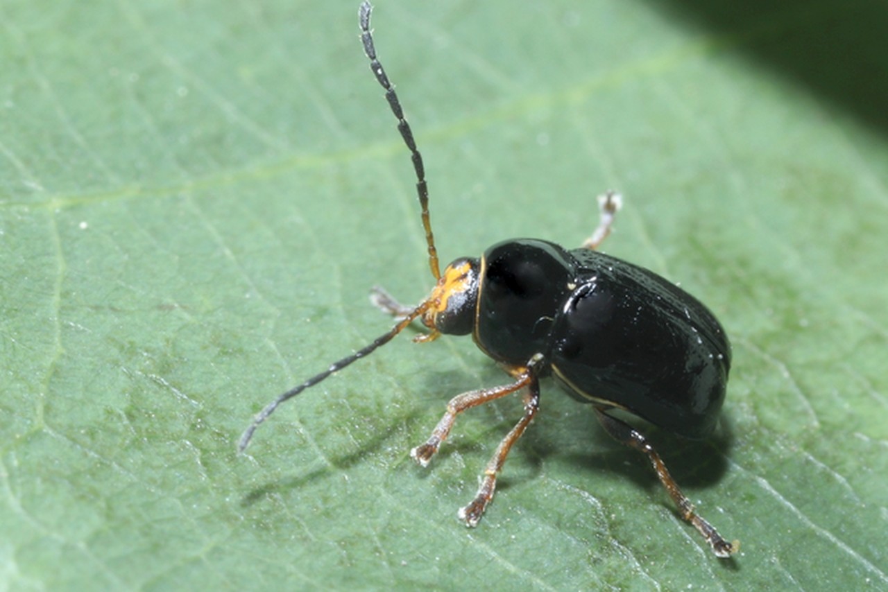 Cryptocephalus flavipes Fabricius, 1781 - Cryptocéphale à pattes jaunes (mâle) 