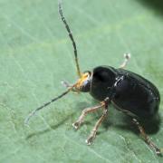 Cryptocephalus flavipes Fabricius, 1781 - Cryptocéphale à pattes jaunes (mâle) 