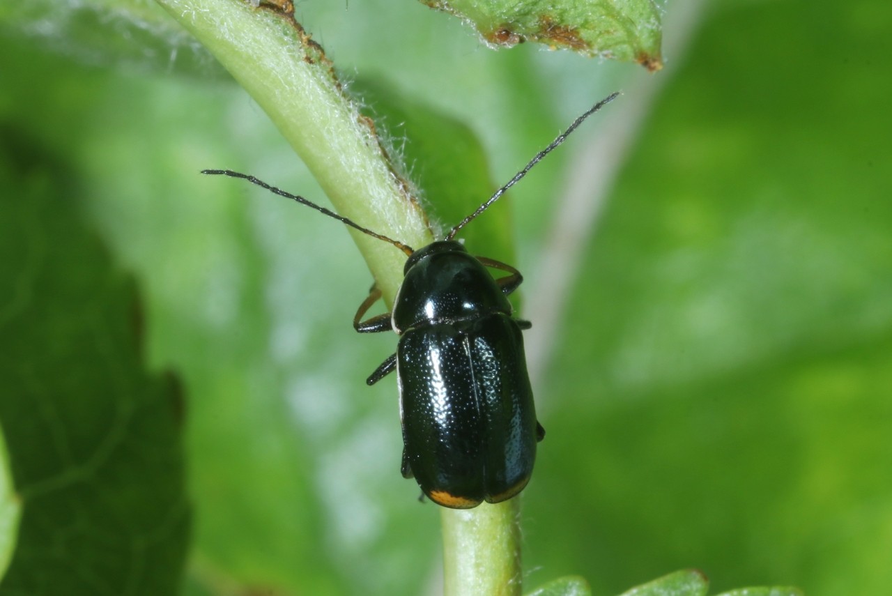 Cryptocephalus marginellus Olivier, 1791 - Cryptocéphale à marges étroites