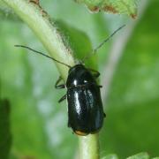 Cryptocephalus marginellus Olivier, 1791 - Cryptocéphale à marges étroites