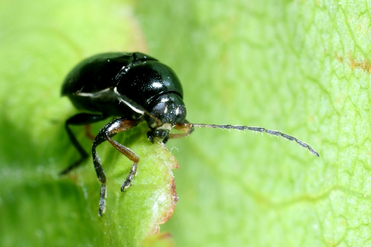 Cryptocephalus marginellus Olivier, 1791 - Cryptocéphale à marges étroites