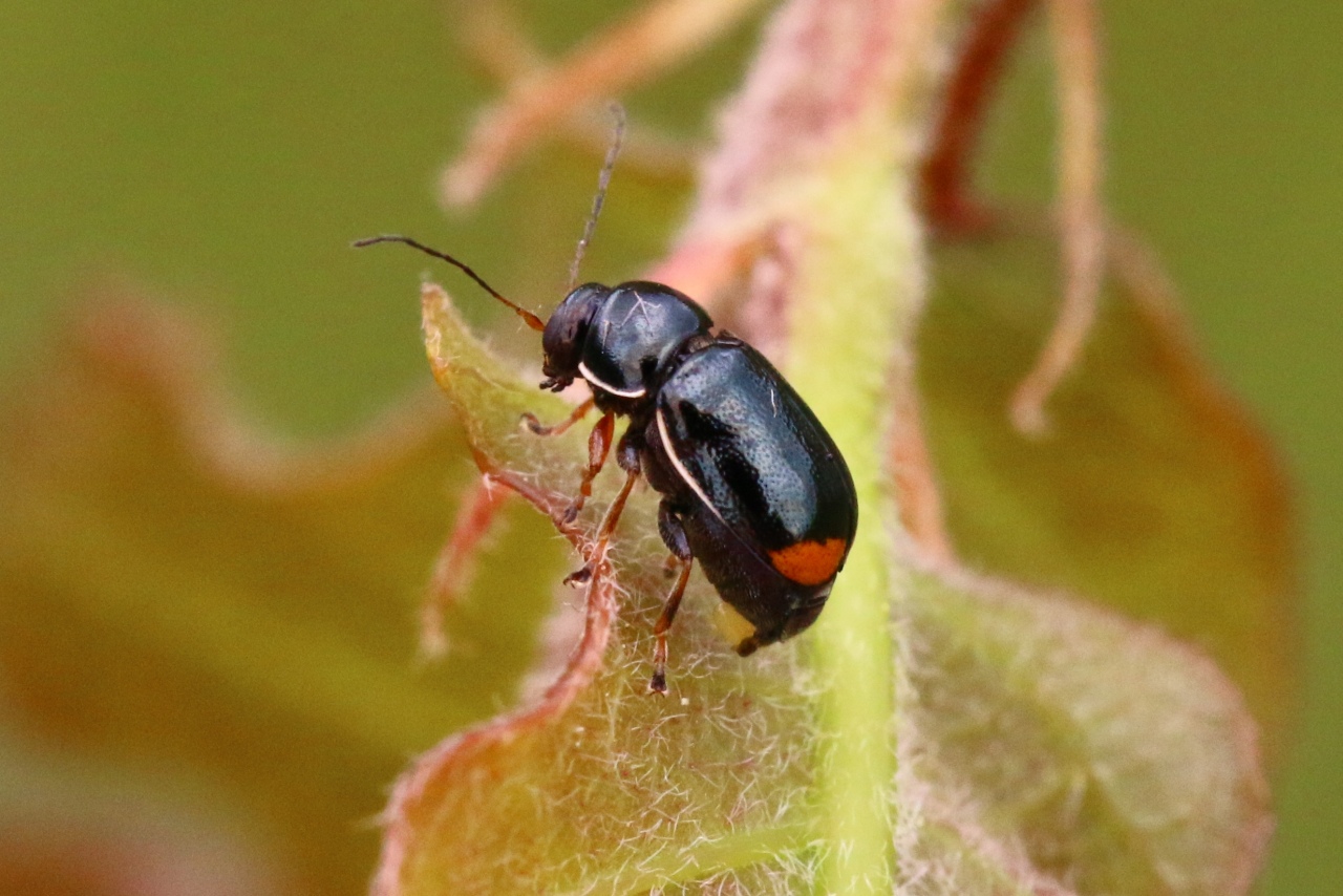 Cryptocephalus marginellus Olivier, 1791 - Cryptocéphale à marges étroites