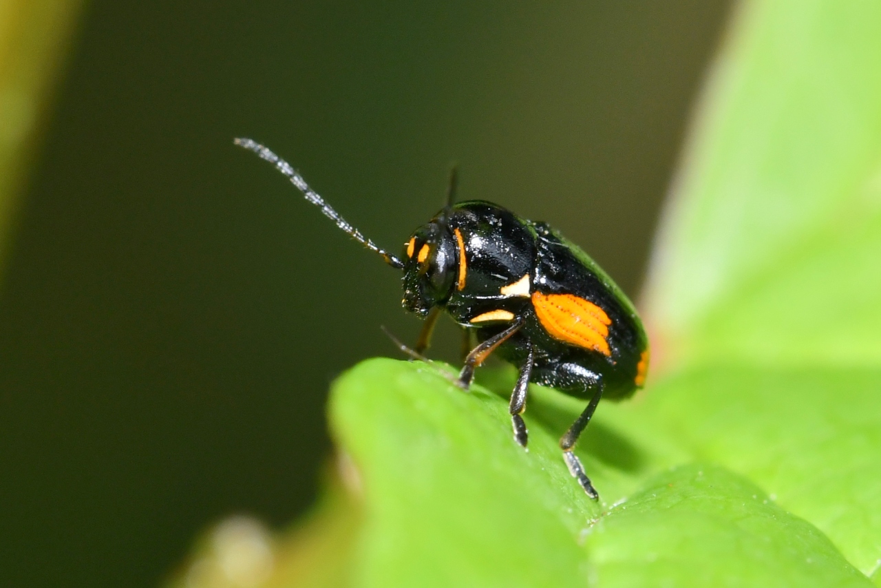 Cryptocephalus moraei (Linnaeus, 1758) - Cryptocéphale de Morae (femelle)