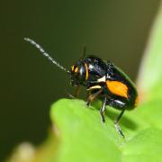 Cryptocephalus moraei (Linnaeus, 1758) - Cryptocéphale de Morae (femelle)