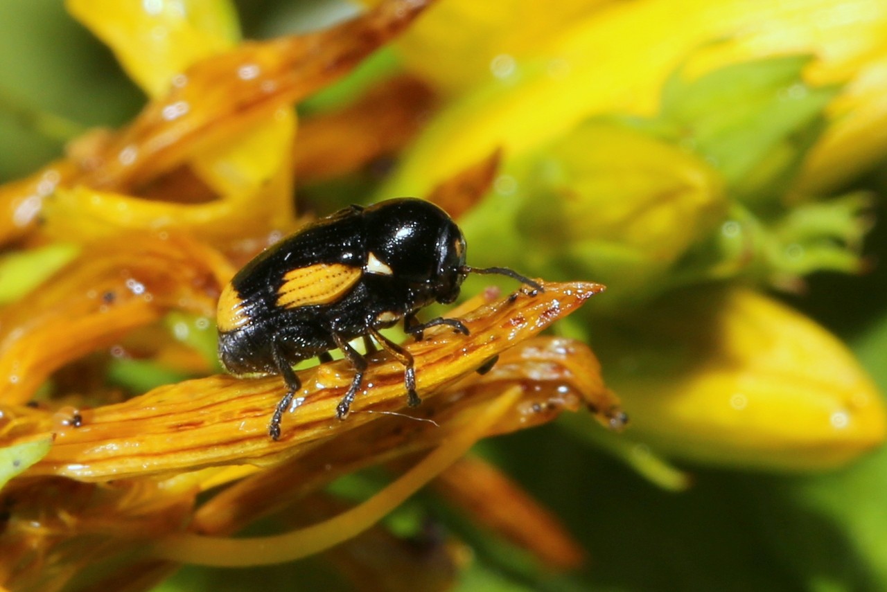 Cryptocephalus moraei (Linnaeus, 1758) - Cryptocéphale de Morae (femelle)