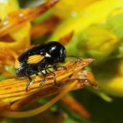 Cryptocephalus moraei (Linnaeus, 1758) - Cryptocéphale de Morae (femelle)