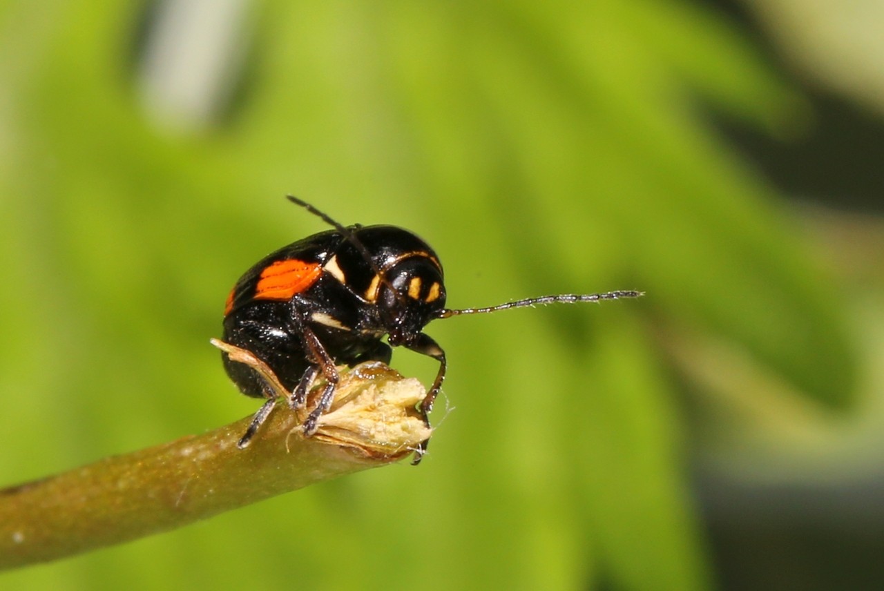 Cryptocephalus moraei (Linnaeus, 1758) - Cryptocéphale de Morae (femelle)