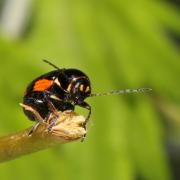 Cryptocephalus moraei (Linnaeus, 1758) - Cryptocéphale de Morae (femelle)