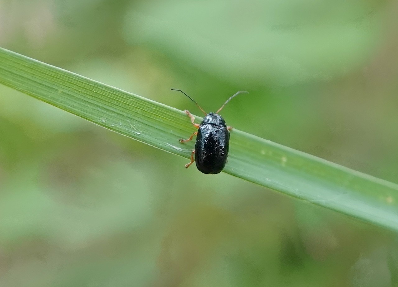 Cryptocephalus nitidus (Linnaeus, 1758) (femelle)