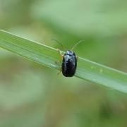 Cryptocephalus nitidus (Linnaeus, 1758) (femelle)