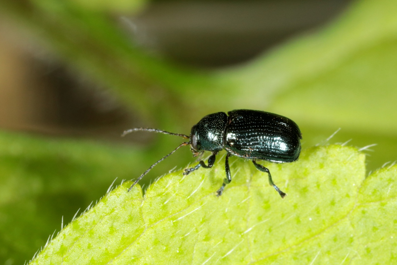 Cryptocephalus parvulus O.F. Müller, 1776