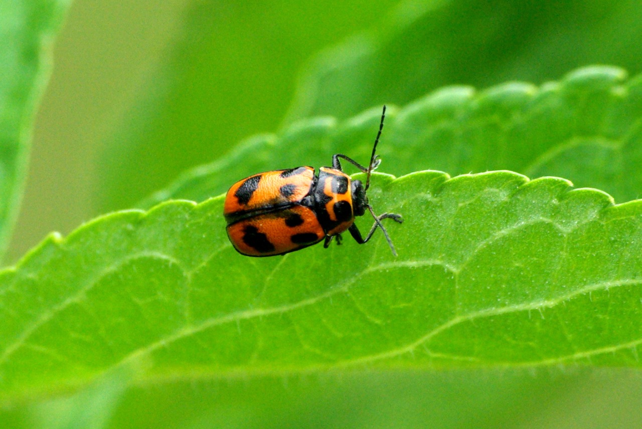 Cryptocephalus sexpunctatus (Linnaeus, 1758) - Cryptocéphale à six points (femelle)