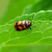 Cryptocephalus sexpunctatus (Linnaeus, 1758) - Cryptocéphale à six points (femelle)