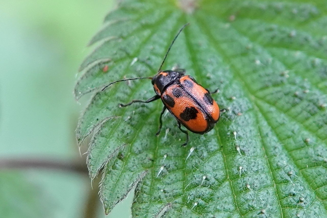 Cryptocephalus sexpunctatus (Linnaeus, 1758) - Cryptocéphale à six points (mâle)