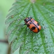 Cryptocephalus sexpunctatus (Linnaeus, 1758) - Cryptocéphale à six points (mâle)