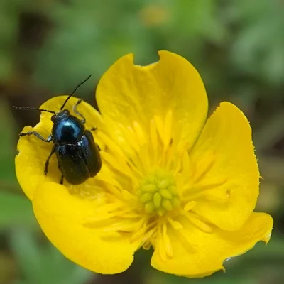 Cryptocephalus violaceus Laicharting, 1781 - Cryptocéphale violet.