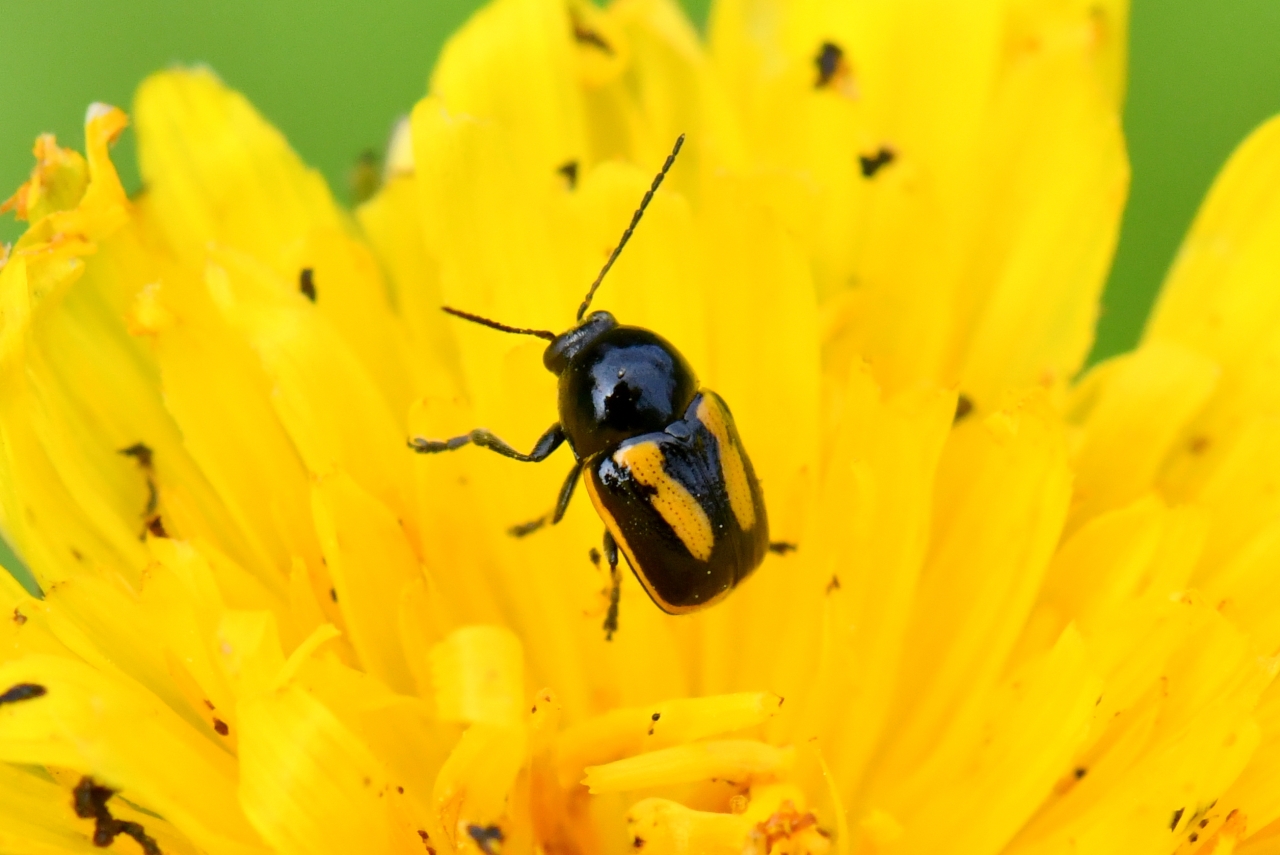 Cryptocephalus vittatus Fabricius, 1775 - Cryptocéphale à bandes blanches 