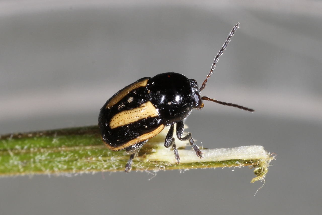 Cryptocephalus vittatus Fabricius, 1775 - Cryptocéphale à bandes blanches