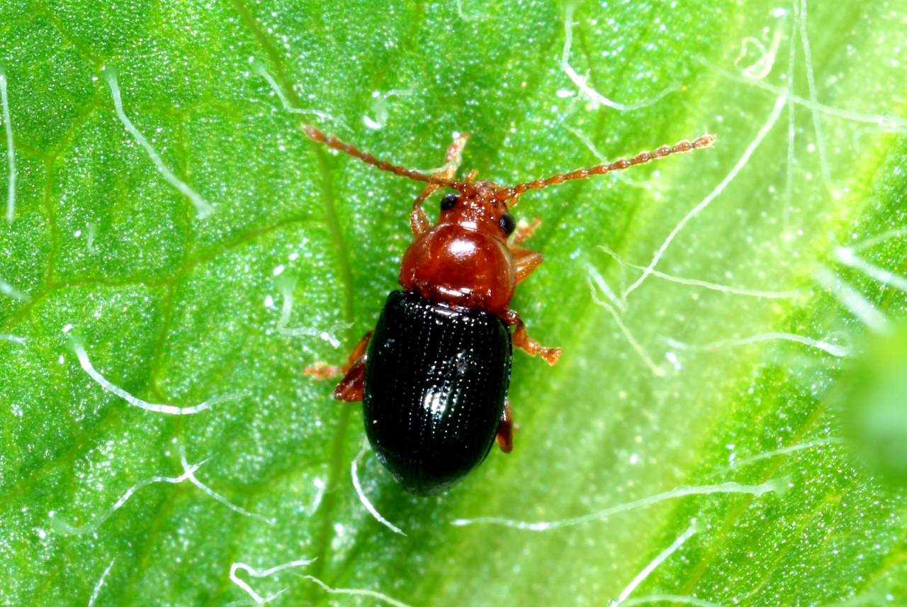 Derocrepis rufipes (Linnaeus, 1758) - Altise à pattes rousses