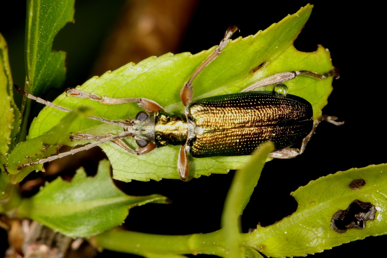 Donacia clavipes Fabricius, 1792 - Donacie des phragmites, Donacie des roseaux