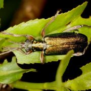 Donacia clavipes Fabricius, 1792 - Donacie des phragmites, Donacie des roseaux