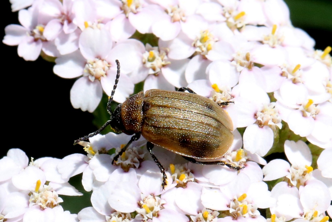 Galeruca pomonae (Scopoli, 1763) - Galéruque de Pomone 