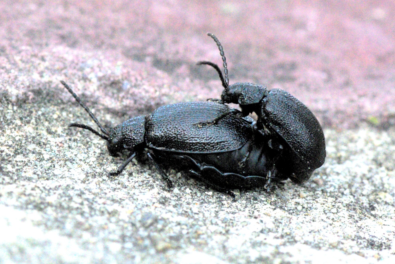 Galeruca tanaceti (Linnaeus, 1758) - Galéruque de la Tanaisie (accouplement)