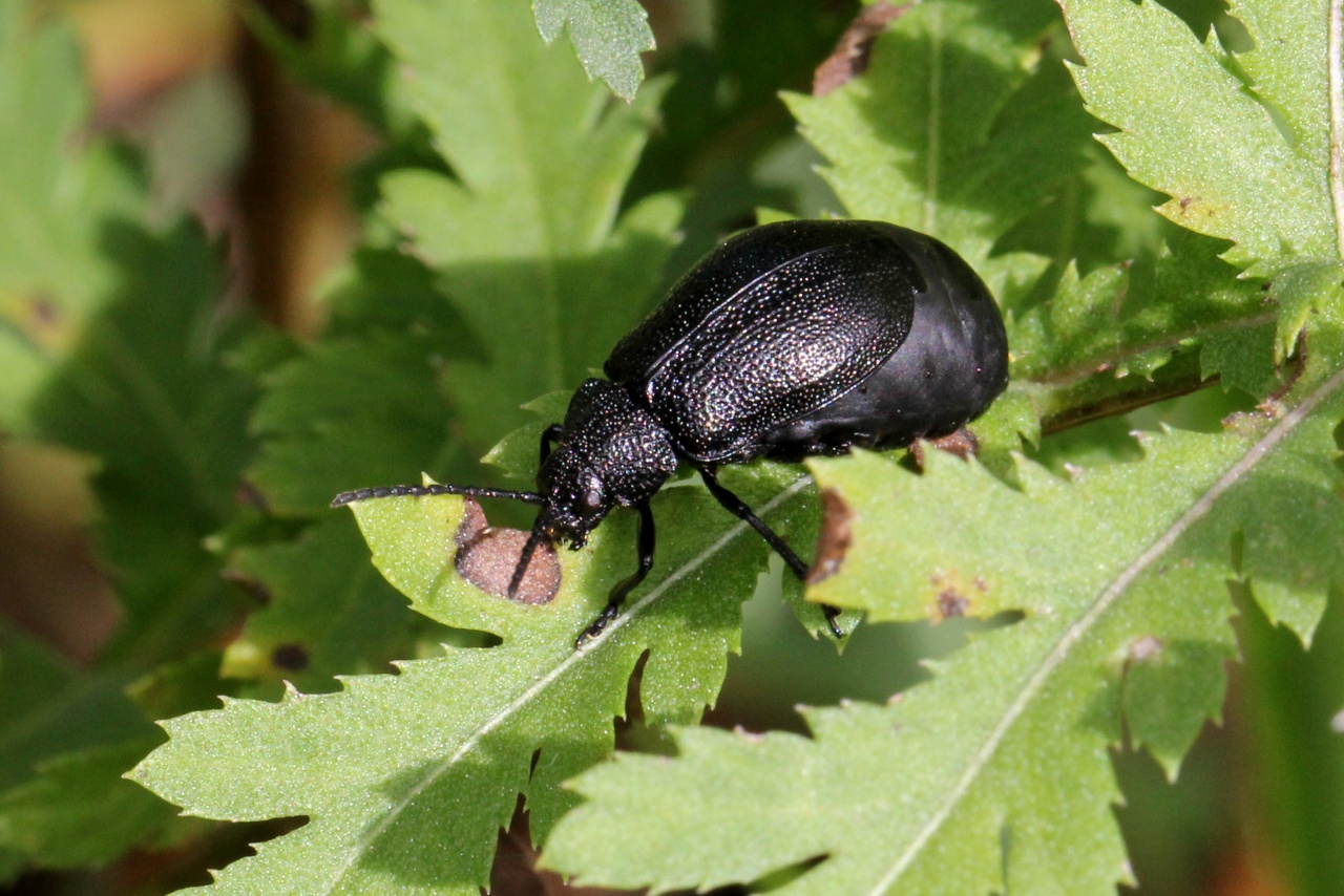 Galeruca tanaceti (Linnaeus, 1758) - Galéruque de la Tanaisie (femelle)