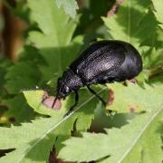 Galeruca tanaceti (Linnaeus, 1758) - Galéruque de la Tanaisie (femelle)