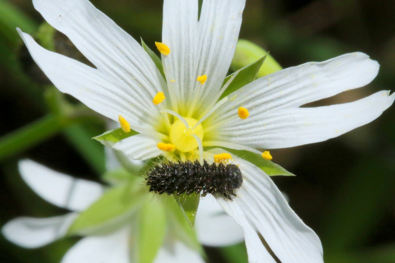 Galeruca tanaceti (Linnaeus, 1758) - Galéruque de la Tanaisie (larve)