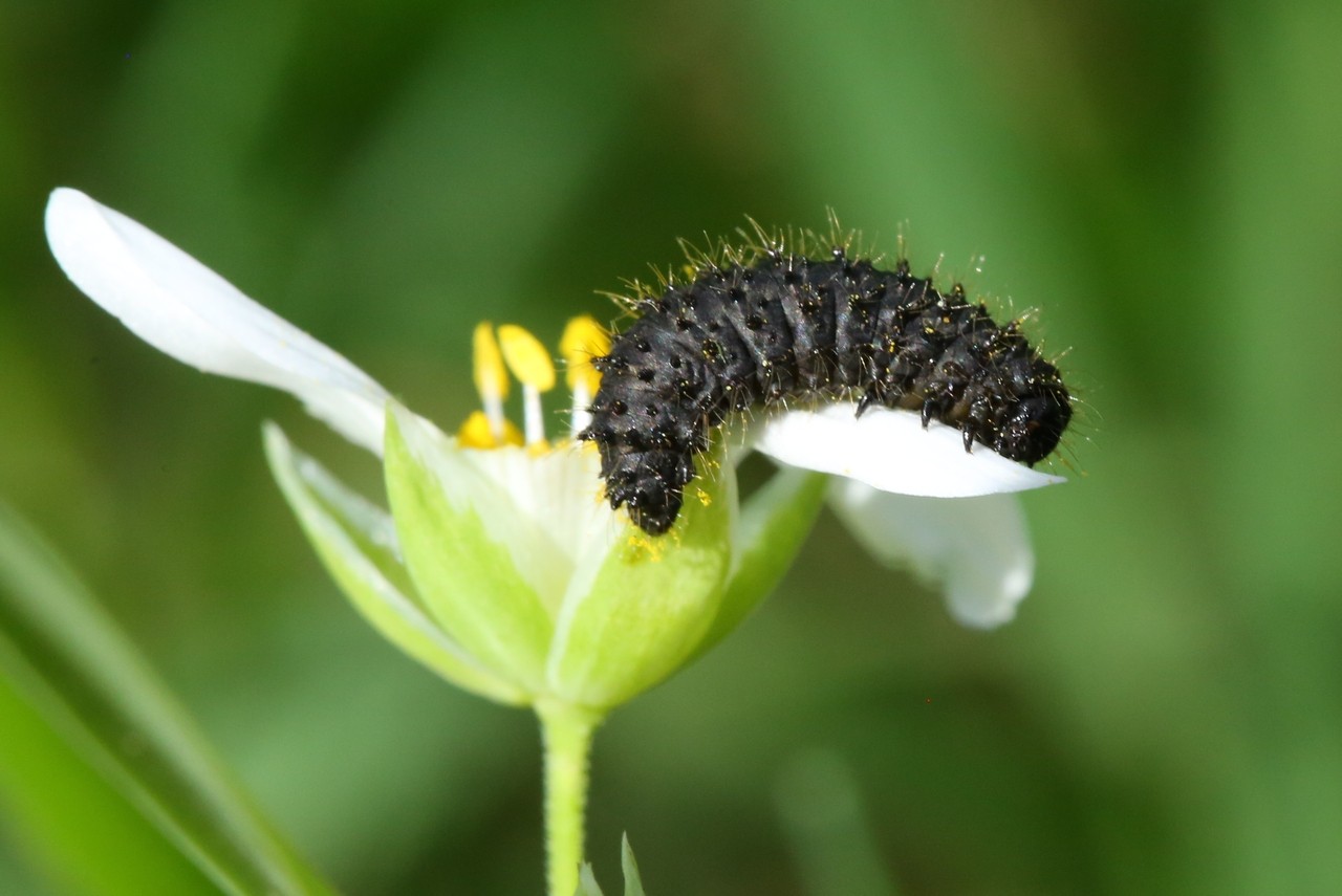 Galeruca tanaceti (Linnaeus, 1758) - Galéruque de la Tanaisie (larve)